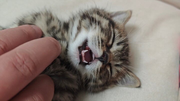 Ngủ ngon thế này, vậy thì xin lỗi nhé!