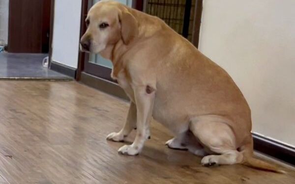Indirectly, it could even feed the dog.