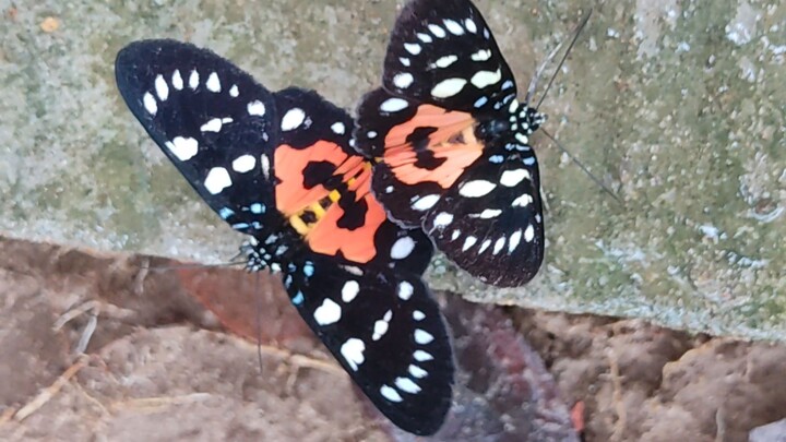 Butterfly natural