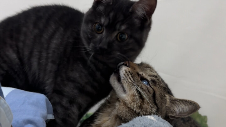 When I adopted two perpetually-hungry warriors, they started performing the "Two Cats Spin" routine 