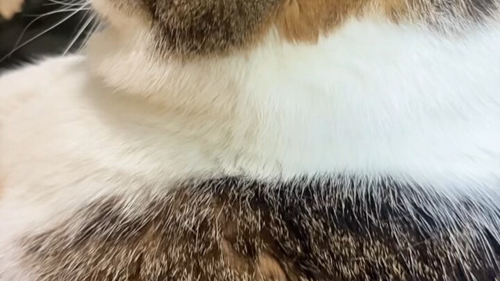 อายุจะย่างเข้า 10 ปีแล้ว ไม่ใช่ลูกแมวตัวเล็กๆ แล้วนะ โตขนาดนี้ถือว่าเข้าสู่วัยกลางคนแล้ว