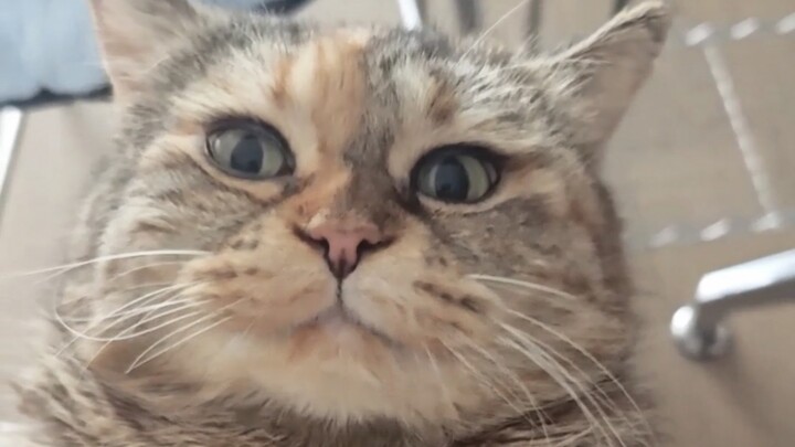 A Kitten’s Post-Meal Reflection