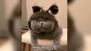 เจ้าแมวเหมียวสุดซ่า