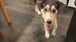 غوزي: هل... هل... هل تريد الرقص؟