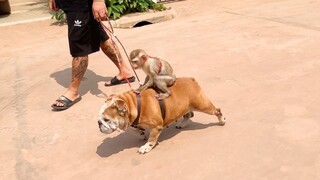 WOW Amazing Dad Success Teaching Lovely Monkey Gangpae Riding On The Dog