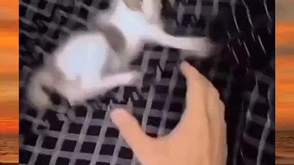 jamal