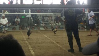 talo manok ko hndi manlang nakaporma