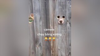 camera chạy bằng xương😂😂dogs woofl dog luan47 thucung