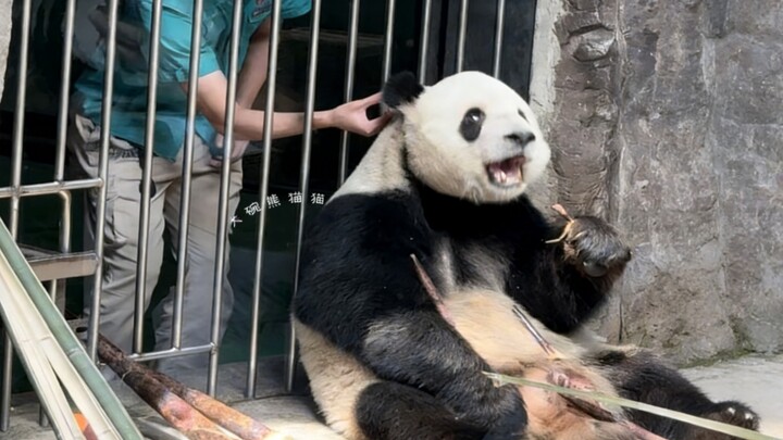 เมิงเอ้อร์: พ่อ! หน่อไม้แบบนี้หนูทานไม่ได้ หนูแพ้ พอทานเข้าไปแล้วตรงหลังคอเหมือนโดนเข็มทิ่มแทงเลย