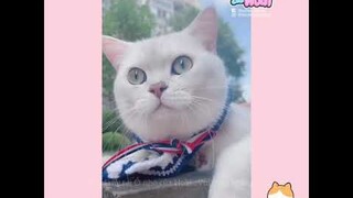 [Vietsub] Maomi phát cẩu lương (Phần 1) | Ổ nhỏ của Hoài