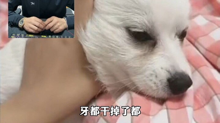 Fighting dog