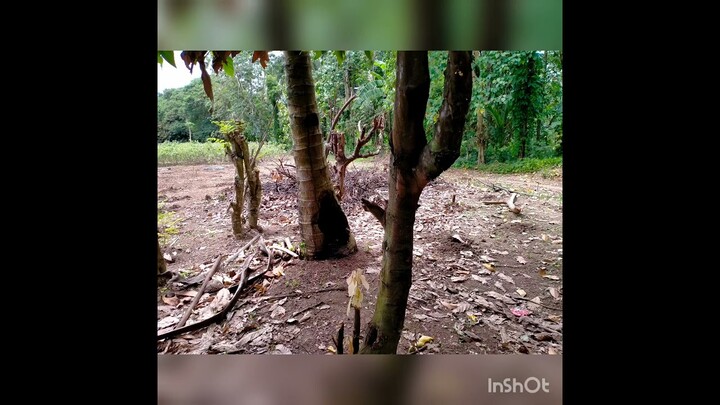 PLANTING BANANA | MARKOS VLOGGER
