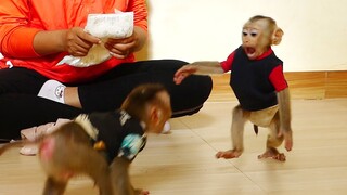 Funny Animals | Very Amusing When Monkey Maki Happy Play With Baby Maku