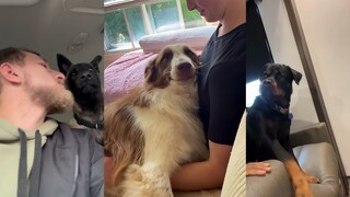 突然亲吻狗狗，每只狗狗的反应都好可爱