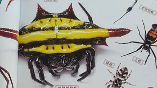 Have you ever seen such a beautiful spider?