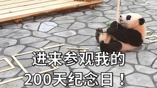 日本人有多爱大熊猫？熊猫宝宝的每个纪念日，都要好好过！【枫浜200天】
