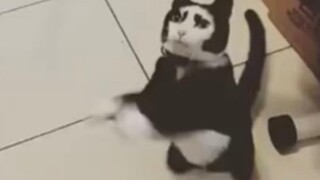 [Video Lucu Kucing] Ini Demi Menghentikan Kecanduanmu Terhadap Kucing