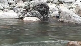 CAST NET FISHING IN NEPAL | CAST NETTING | HIMALAYAN TROUT FISHING |