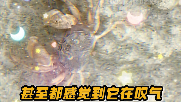 Little Crab: My native language is “speechless”—believe it or not, I’ll even give you a creepy crawl