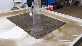 [AMV]Wool carpet cleaned for the first time in ten years