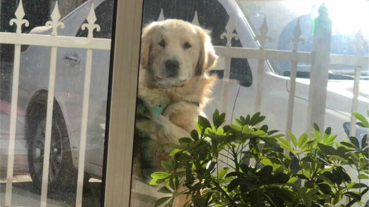 Every day, George shows everyone through his actions: whether you’re a person or a dog, don’t be too