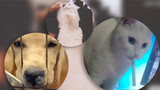 Video hài: Hành động ngớ ngẩn của động vật