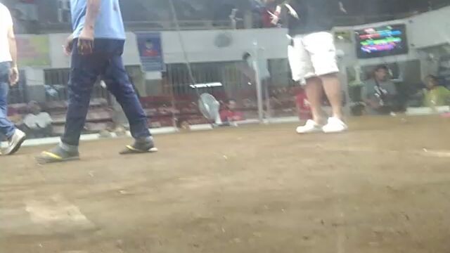 last fight 5 stag derby late born using a 50/50 sbr dark gold spl gf88. (real owner)