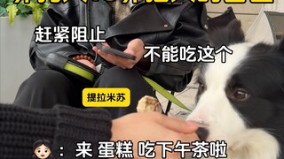 Minefields for Dog Owners vs. Minefields for Cat Owners