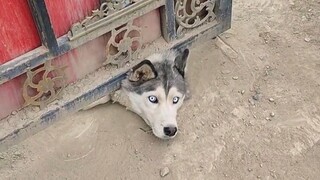 هل من الضروري أصلًا تربية كلبٍ غبيٍّ كهذا؟