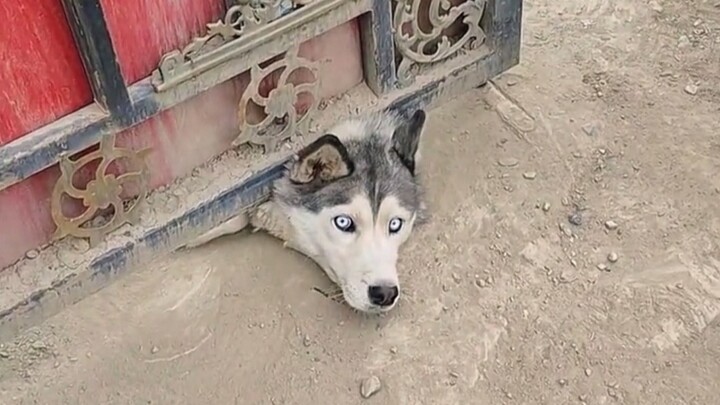 Is it even worth keeping such a dumb dog?