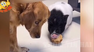con chó hèn này nữa -_-