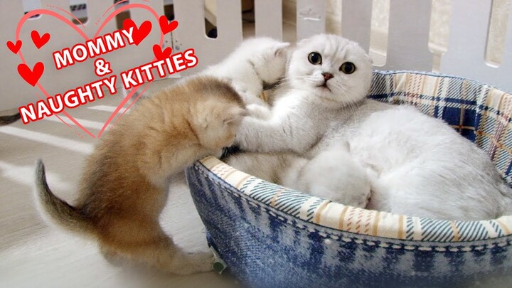 Mommy cat talking to her naughty kitties | Cute Scottish Fold family