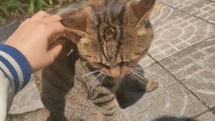 Kamu berniat menjual diri, atau justru menawarkan bakatmu, si kucing kecil?