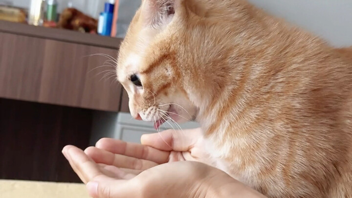 Suara yang tertanam di DNA para pemilik kucing…