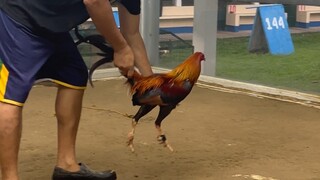 Last spar golden boy dinkfair vs sbr panlaban sa Oct 27 5 stag derby at Gallera de legazpi