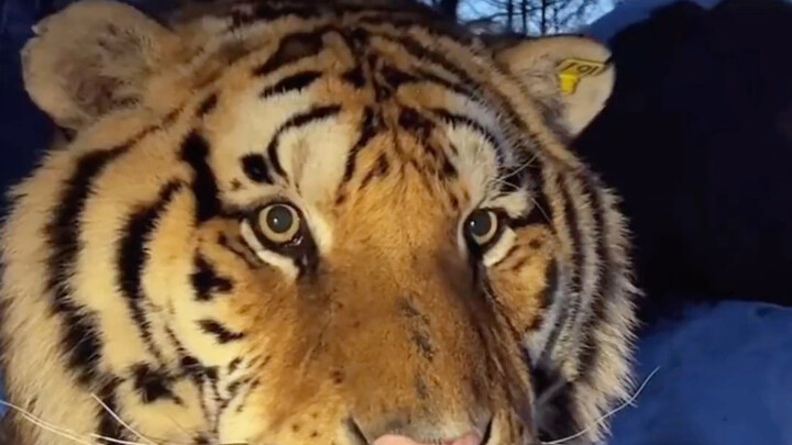 The tigers in Harbin are so stuffed they can’t even digest their food 🐯