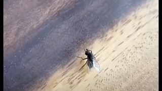 Fly: A ruthless act is always performed only once.