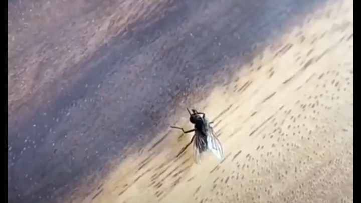 แมลงวัน: การแสดงโหดๆ มักจะทำแค่ครั้งเดียวเท่านั้น