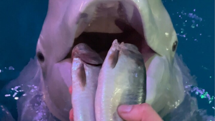 ที่จริงเสี่ยวเฮยเป็นเจ้าหญิงตัวน้อยเลยนะ