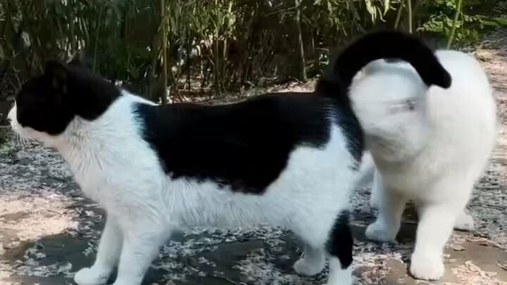 悪臭を嗅いだ後の猫まとめ