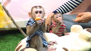 Mom feed the two monkeys orange fruits