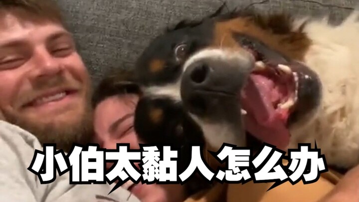 我家伯恩山太黏人怎么办