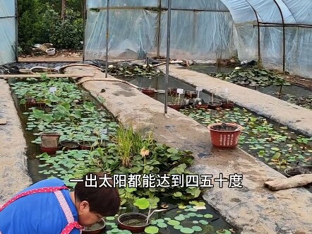 Chậu cây cảnh gia đình trồng súng và sen dễ sinh muỗi, chỉ cần nuôi vài con cá ngựa vằn là đủ, chịu 