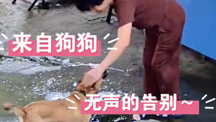 The sensible dog was afraid of making his owner sad, so he quietly left before dying...