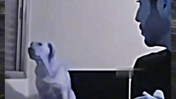 funny dogs🐶🐺🐕🐩