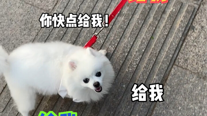 Oh, my puppy’s throwing a tantrum in the street—what should I do?