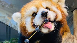 ไอ้คนหน้าตาดีแต่โง่ขนาดนี้ กลับมาจิ้มปิ้งย่างตั้งแต่ตรงกลางเนี่ยนะ? ชัดเลย ไอคิวเอาไปแลกความสวยหมดแล