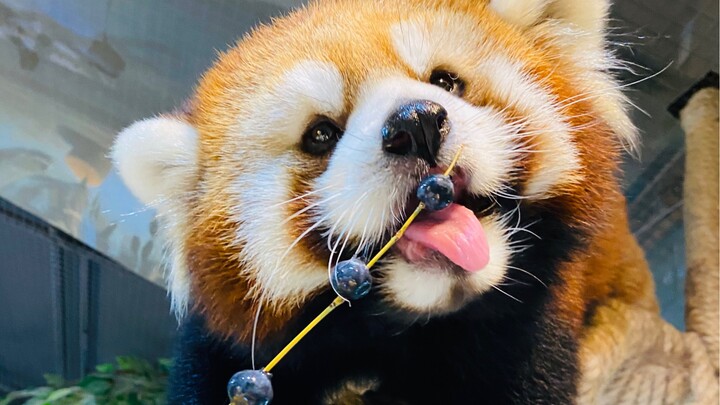 Such a cute little goofball actually starts skewering kebabs from the middle? No wonder their IQ was