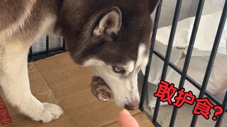 二哈护食，主人几巴掌打下去，立马老老实实了！