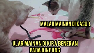 Kucing Cats Lovers Tv Di Kasih Ular Lucu Banget Malah pada bingung!